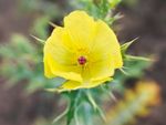 Yellow Pricly Poppy Plant