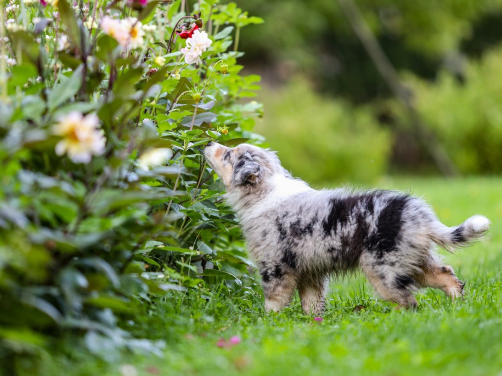 Creating A Dog Friendly Garden - Gardening Know How