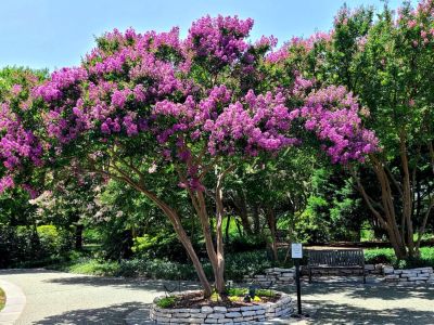 Large Flowering Crepe Myrtle Tree