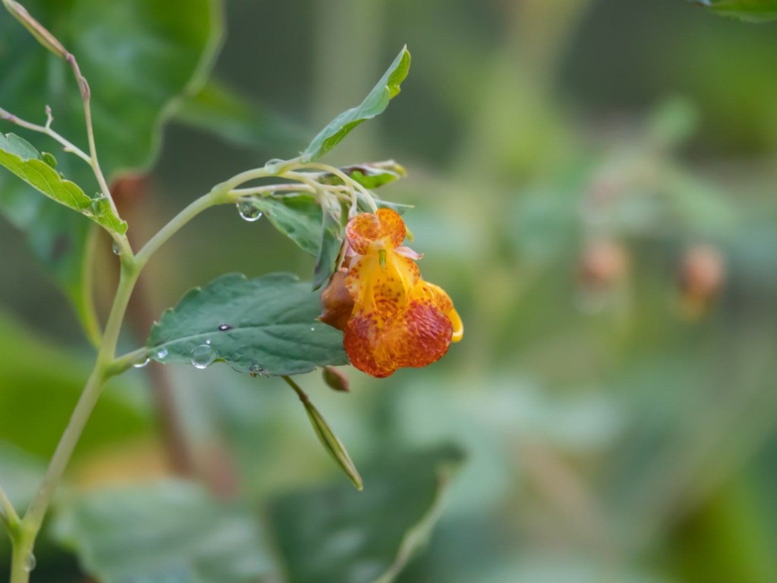 Jewelweed Plant Care   Tips For Growing Wild Jewelweed Impatiens