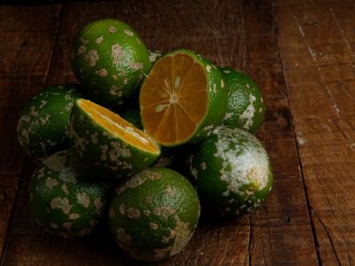 Spotted Mandarin Limes