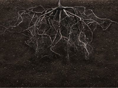 Roots Of A Plant Underground