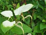 Green-White Lizard's Tail Plant
