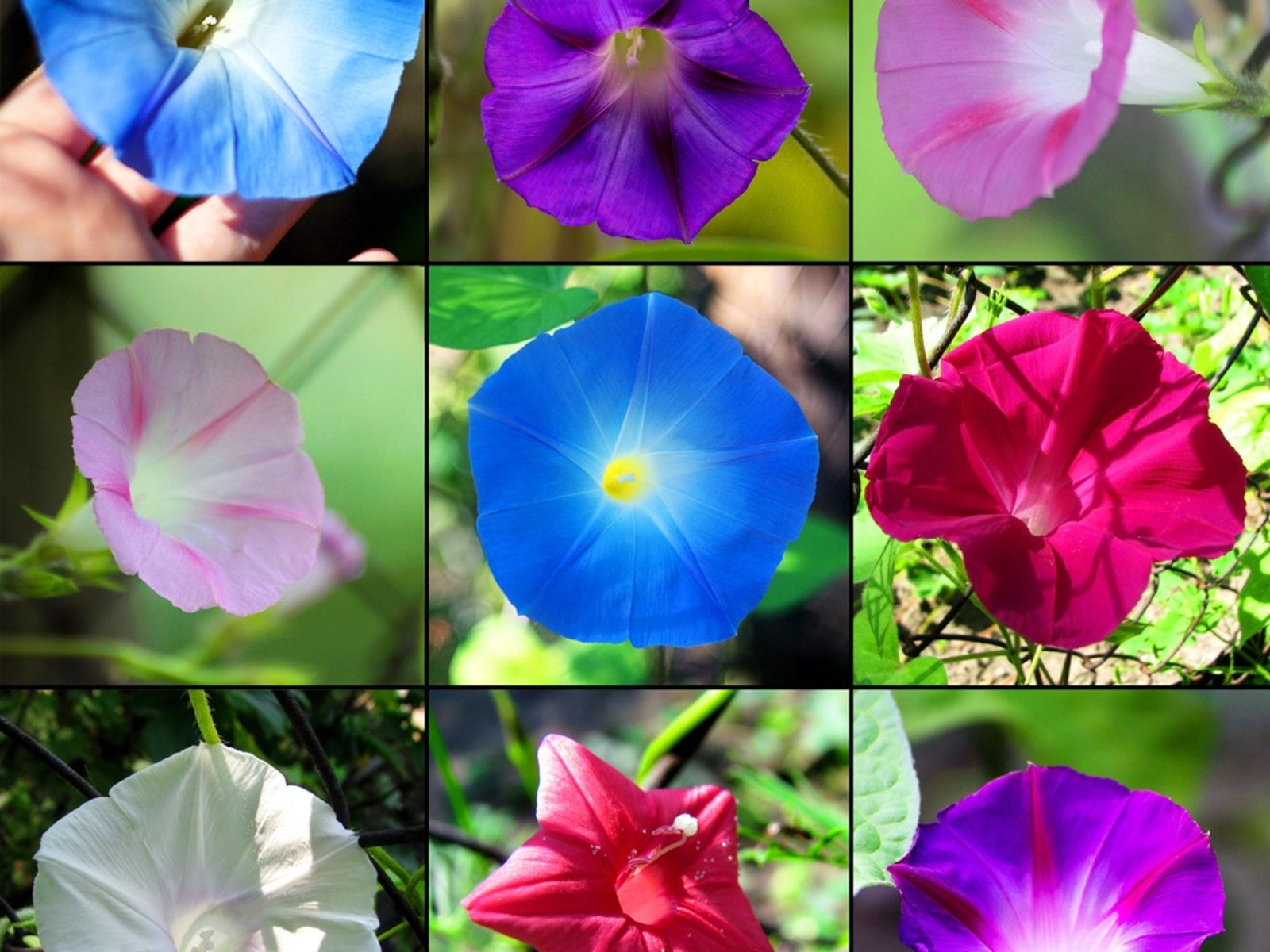 morning glories for the garden - different types of morning glory