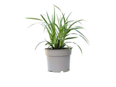 Potted Ornamental Grass