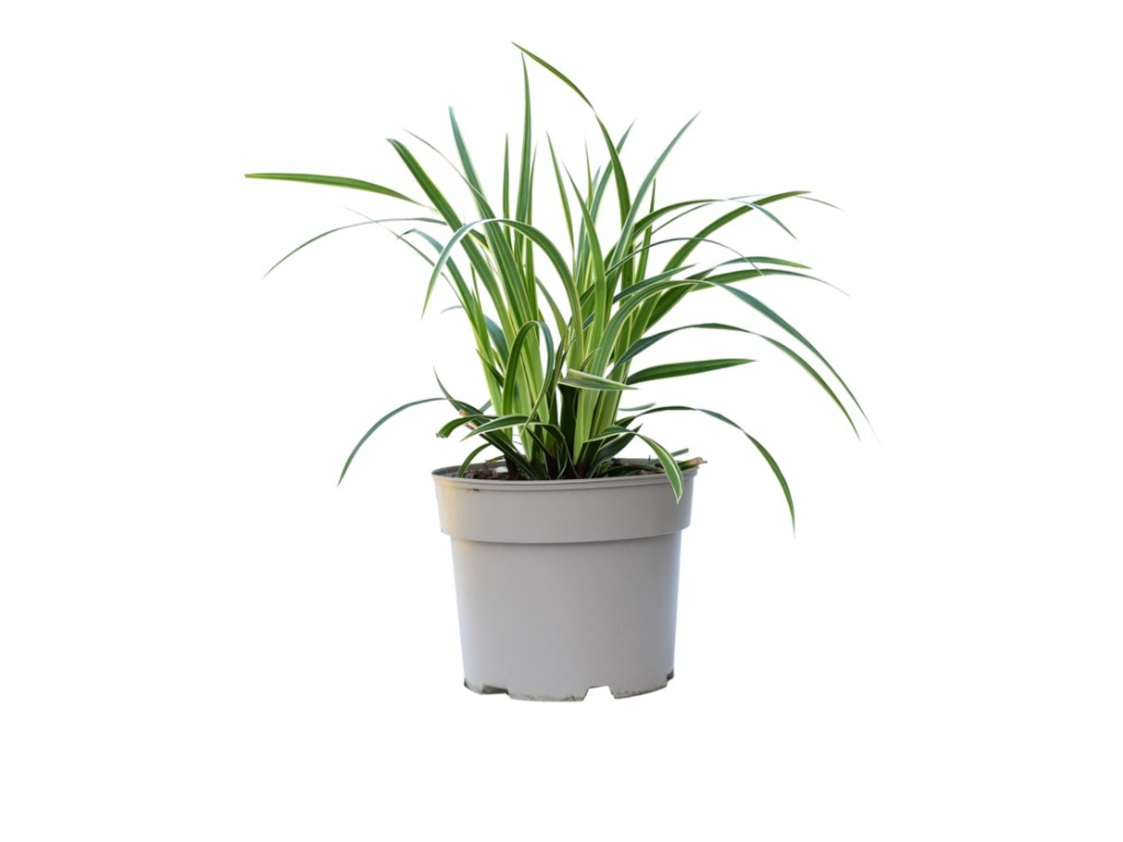 Caring For Potted Grasses - Tips For Growing Ornamental Grass In Containers
