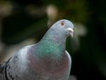 Close Up Of A Pigeon