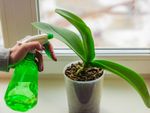 Watering Of A Houseplant With A Spray Bottle
