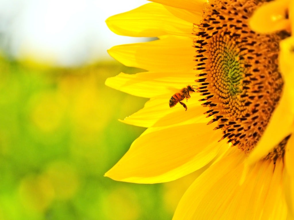 A bee flies toward a sunflower