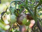 Late Blight On Tomato Plants