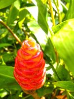Red Turmeric Plant