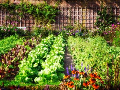 Как вы сажаете органический сад