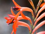 Orange Watsonia Bugle Lily Plants