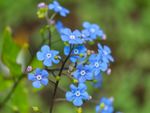Small Blue Aquatic Flowers