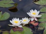 A Pond With Water Lilies