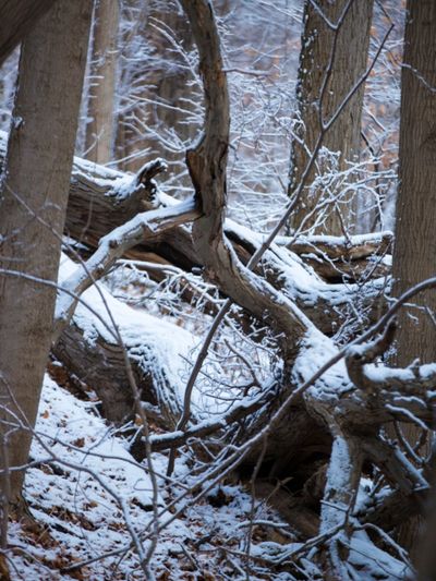 Trees In The Forest Covered In Snow