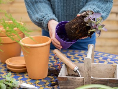 Potting A Plant Into A Container