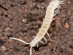 White Symphylan Bug In Soil