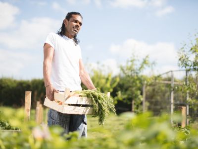 Person Harvesting Vegetables From The Garden