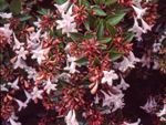 Pink And Red Flowering Abelia Bushes