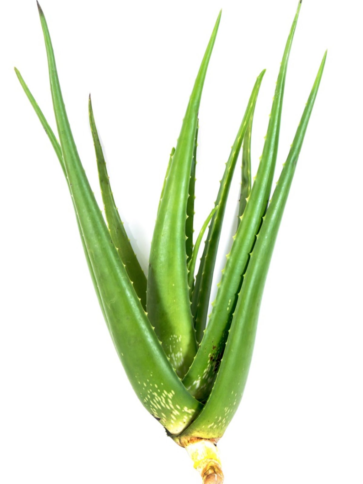 Aloe Plant Division - How And When To Separate Aloe Plants