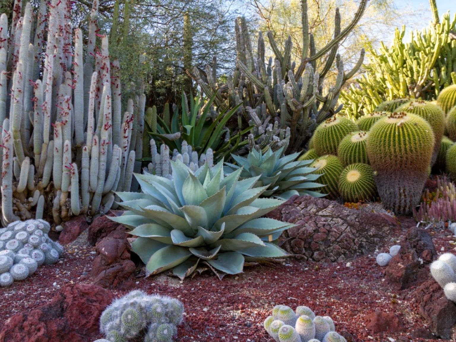 Desert Garden Theme - What Plants Are Best For Desert Gardens