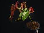 Potted Green And Red Leaved Angel Wing Begonia Houseplant