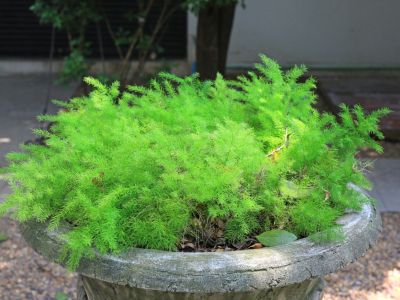 Outdoor Potted Asparagus Fern Plant