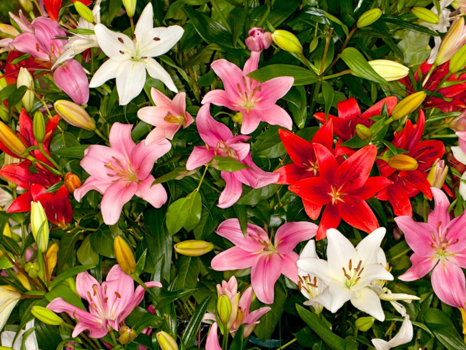 Red yellow and pink lilies blooming