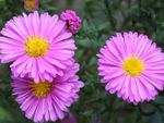 Pink New England Aster Plants