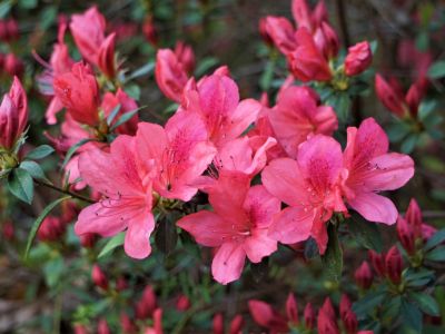 Pink Flowering Azalea Shrubs