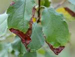 Fire Blight Disease On Plant Leaves