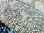 White Woolly Aphids On Plants
