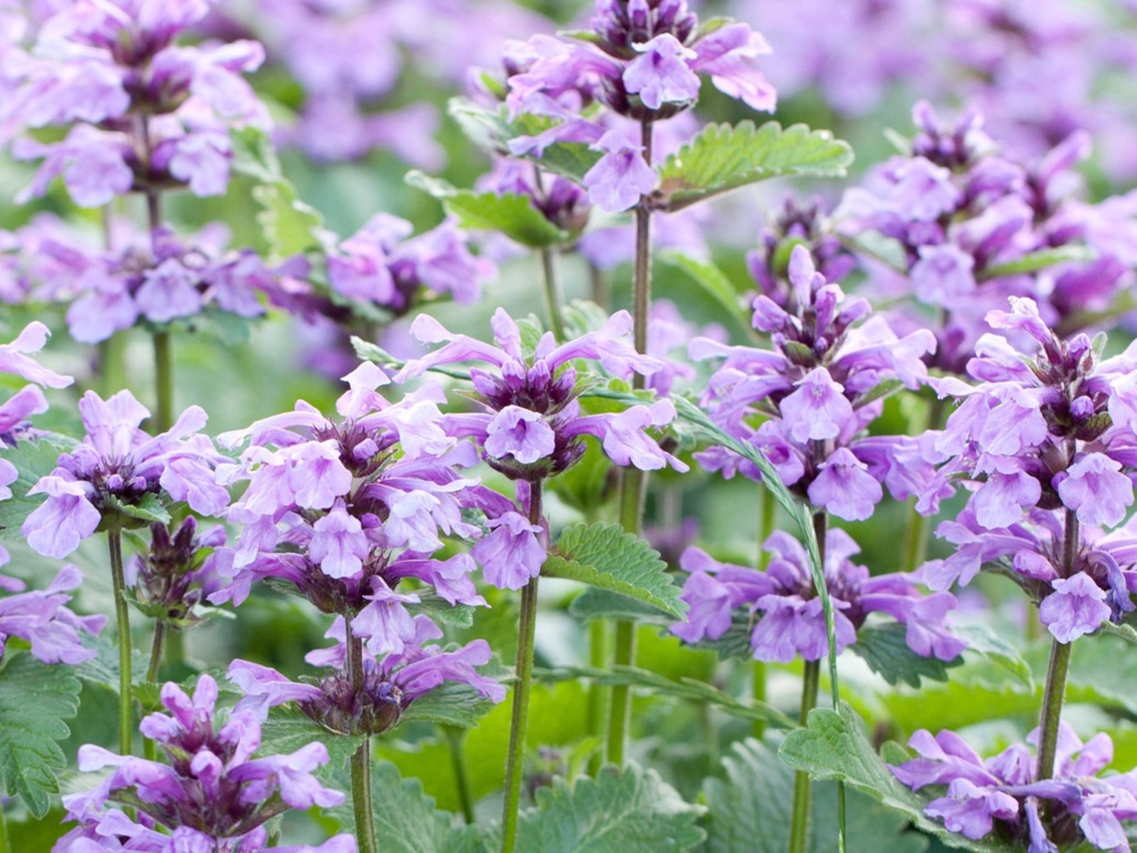 Catmint Plant - Tips For Care Of Catmint