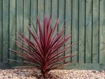 Red Hawaiian Ti Plant Infront Of Green Fence