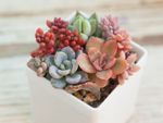 A Small Potted California Sunset Succulent Plant