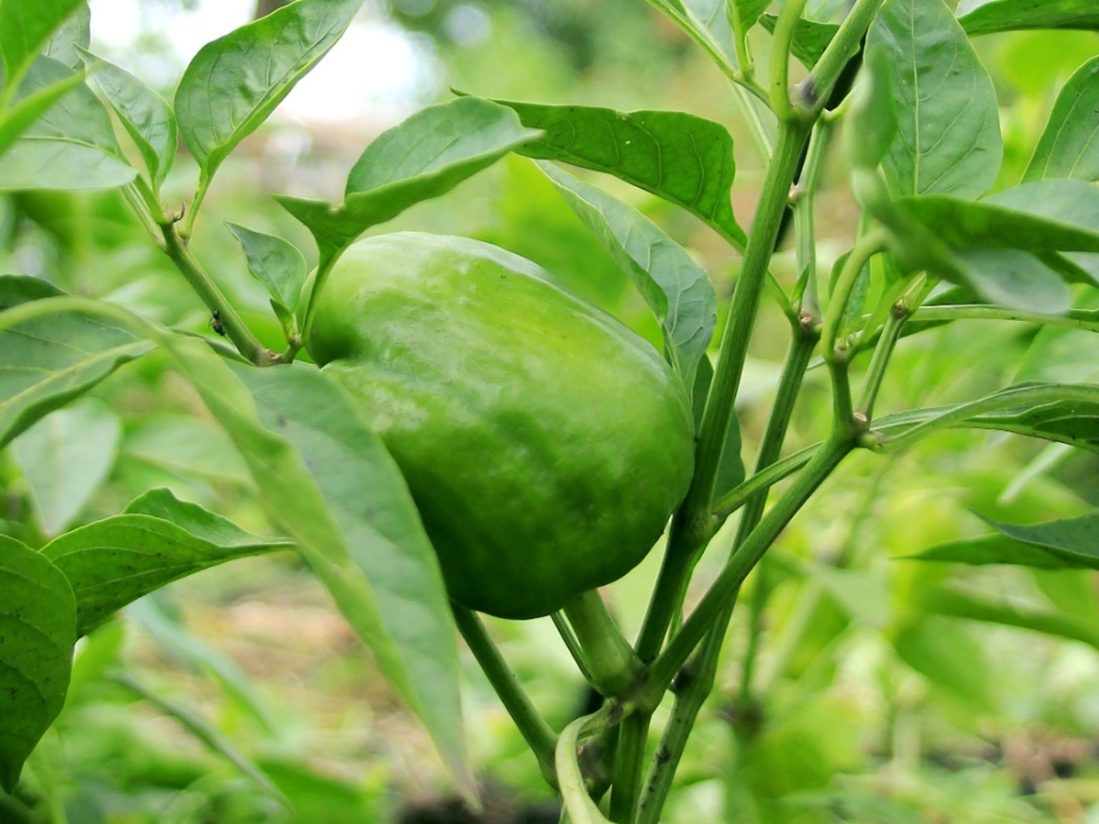 Pepper Leaf Curl - What Causes Leaves To Curl On Pepper Plants