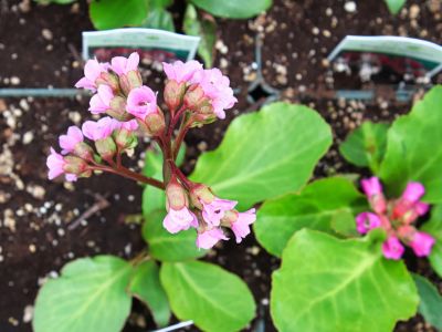 Potted Pink Flowering Bergenia Plant