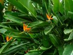 Non-Blooming Bird Of Paradise Plants