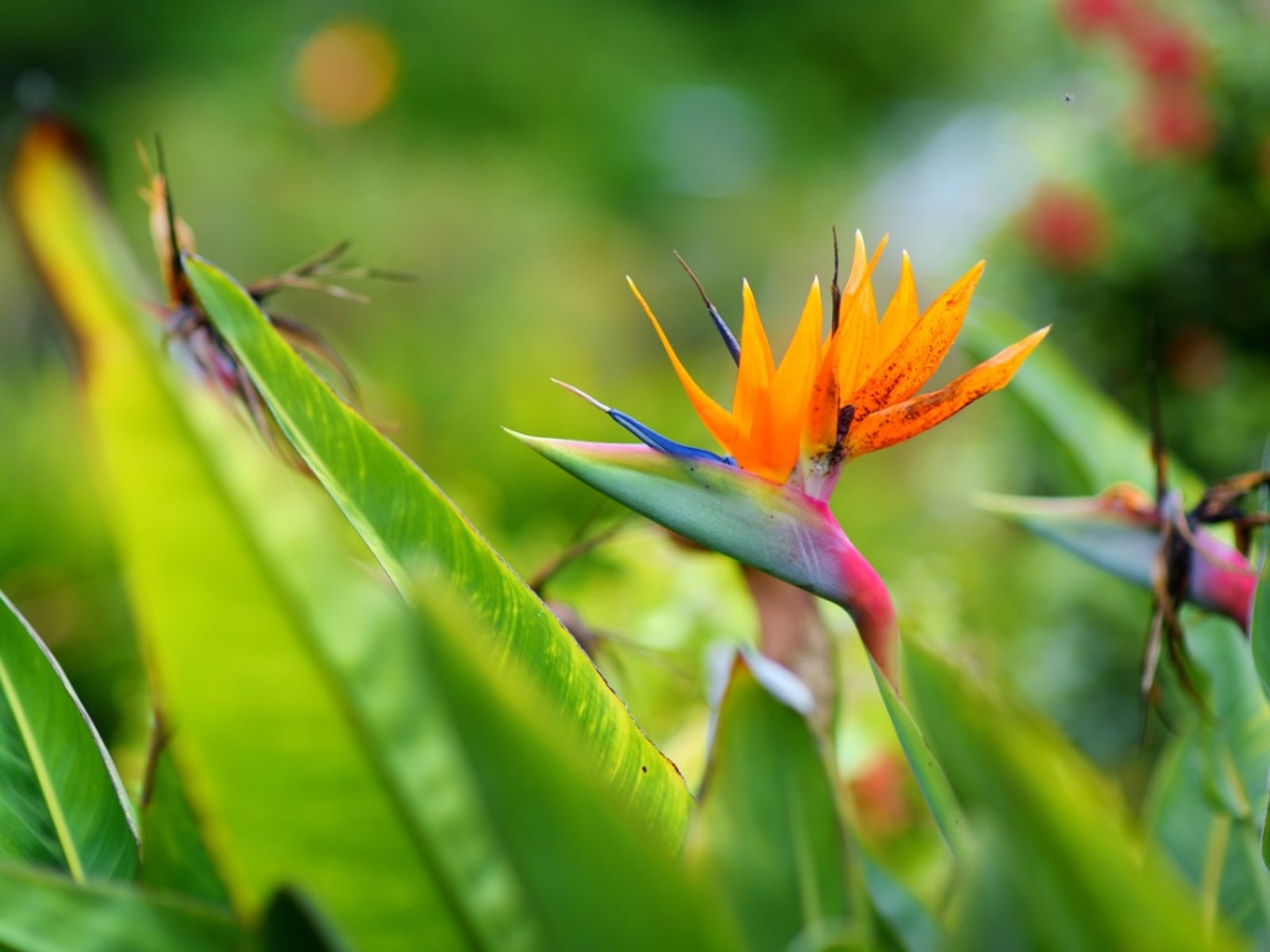 Bird Of Paradise Division - How To Divide A Bird Of Paradise Bird Of Paradise Plant Leaves Splitting
