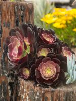 Black-Red Colored Black Knight Succulent Plants