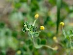 Black Medic Weed With Tiny Yellow Flowers