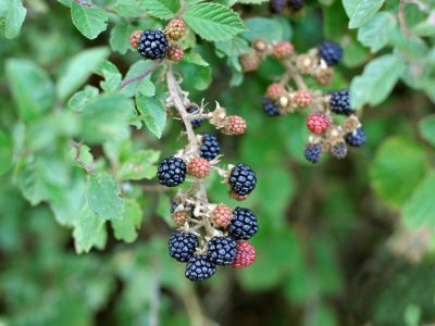 Wild Blackberry Plants