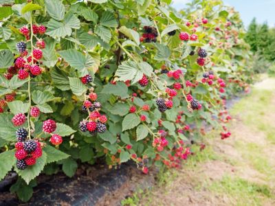 Everbearing Plants Full Of Berries