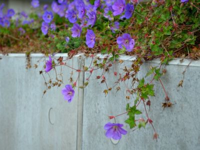 Leggy Purple Flowered Geranium Plants