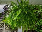 A Boston Fern Plant Ready To Be Pruned