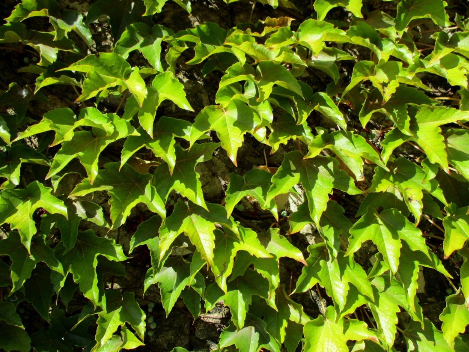 boston ivy plants - how to care for a boston ivy plant
