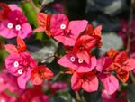 Pink And Red Bougainvillea Plants