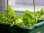 Lettuce Growing Indoors