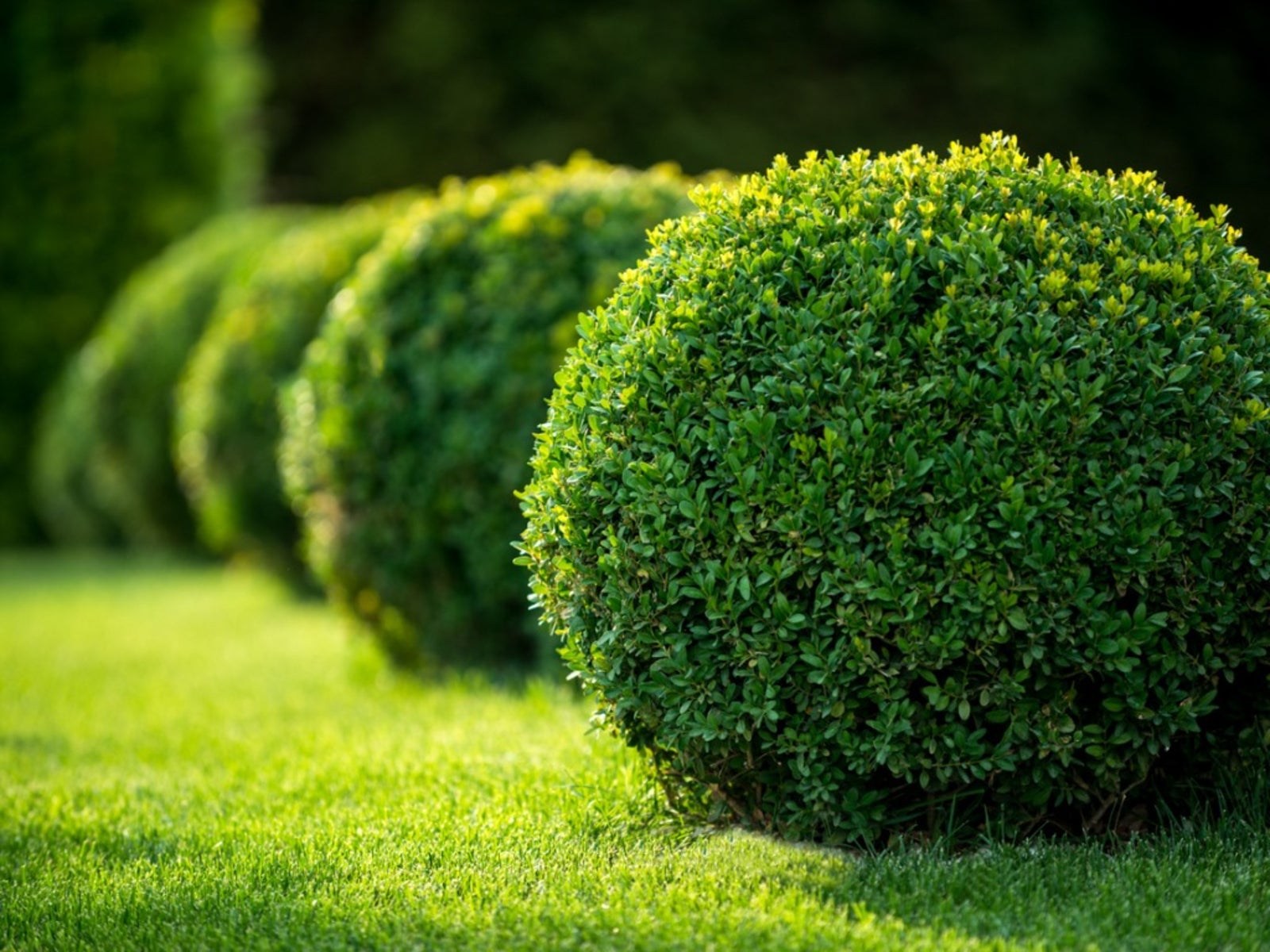 Growing Boxwood Tips For Caring For Boxwood Plants